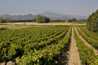 Orange Airfield Wineyard